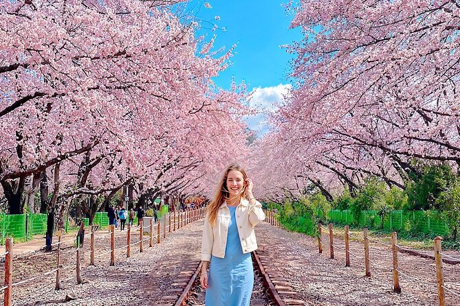 Seoul to Jinhae Cherry Blossom Festival (With Busan Drop-off) - Choosing the Busan transfer