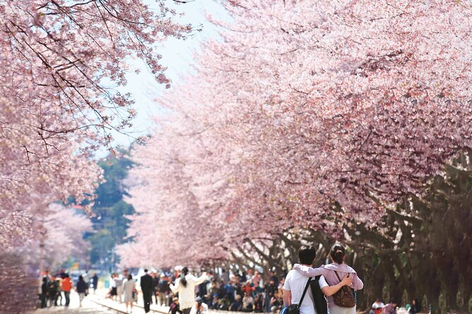 Seoul to Jinhae Cherry Blossom Festival (With Busan Drop-off) - Returning to Seoul after the festival