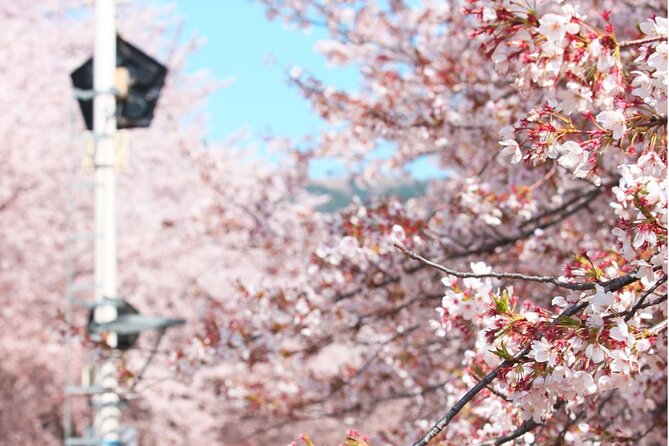 Seoul to Jinhae Cherry Blossom Festival (With Busan Drop-off) - What the $52.56 price really covers
