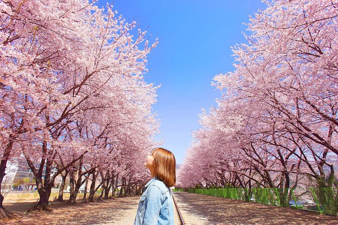 Seoul to Jinhae Cherry Blossom Festival (With Busan Drop-off) - Who will enjoy this day trip most