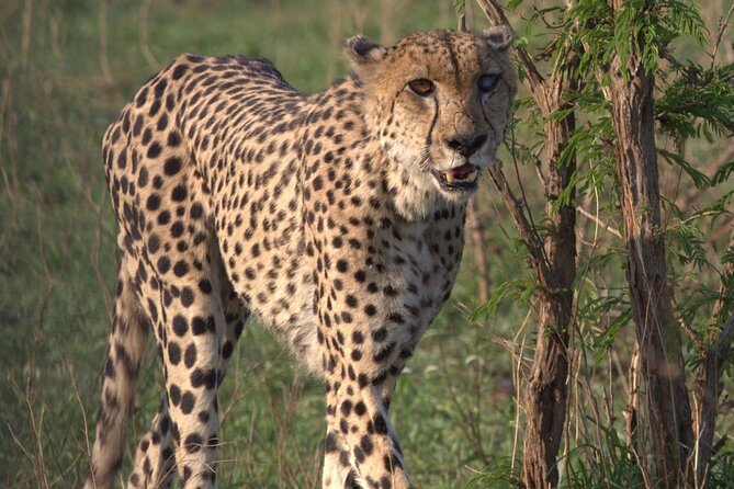 Shared: Cape Winelands, Cheetah Outreach & Kisternbosch Botanical Gardens Tour, - A big Cape Town day in one vehicle