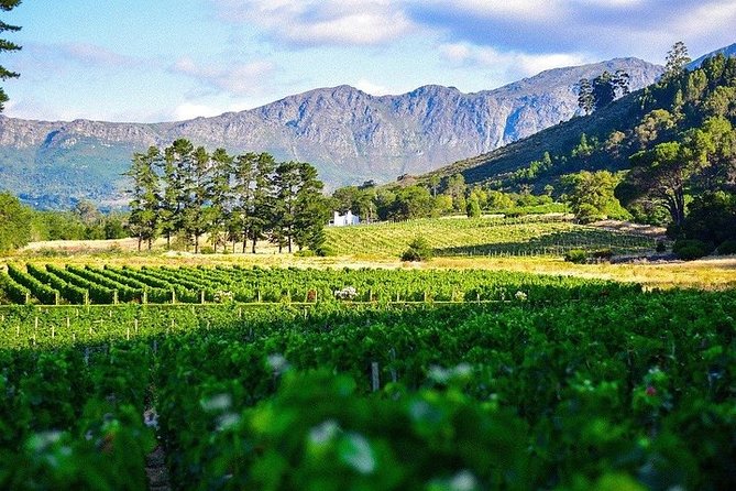Shared: Cape Winelands, Cheetah Outreach & Kisternbosch Botanical Gardens Tour, - Stellenbosch, oak-lined streets, and wine estates