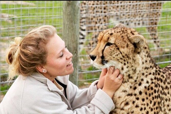 Shared: Cape Winelands, Cheetah Outreach & Kisternbosch Botanical Gardens Tour, - Meeting the conservation work at Cheetah Outreach