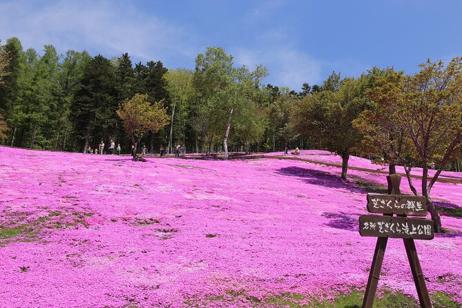 [Shibazakura / Tulip] Going by private car, Shibazakura Takinoue Park and Kamiyubetsu Tulip Park (from Sapporo) - Key points to know before booking