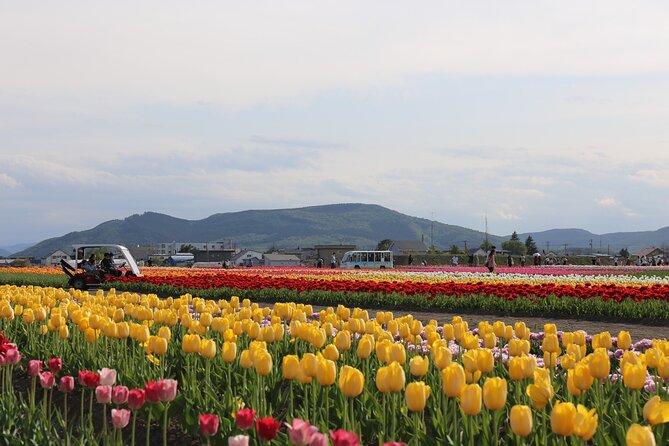 [Shibazakura / Tulip] Going by private car, Shibazakura Takinoue Park and Kamiyubetsu Tulip Park (from Sapporo) - Why this flower trip takes a full day