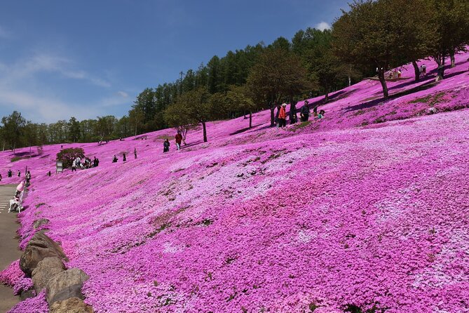 [Shibazakura / Tulip] Going by private car, Shibazakura Takinoue Park and Kamiyubetsu Tulip Park (from Sapporo) - Who should book this private flower outing?