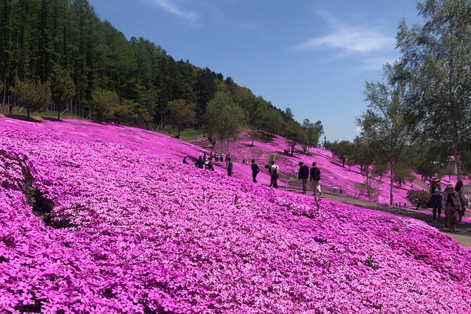 [Shibazakura / Tulip] Going by private car, Shibazakura Takinoue Park and Kamiyubetsu Tulip Park (from Sapporo) - Booking details worth knowing