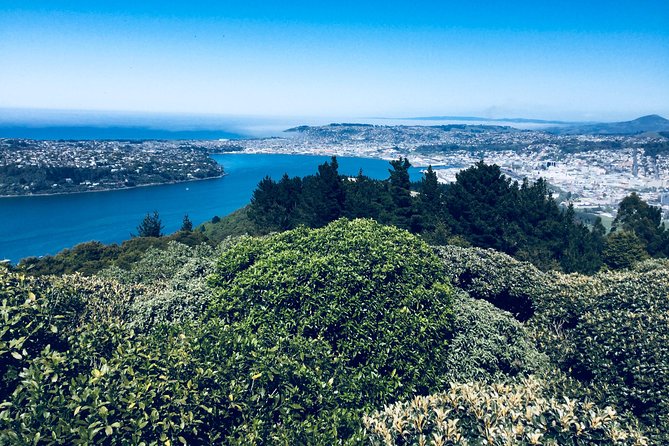 Shore Excursion: Dunedin City, Otago Peninsula, Castle Gardens & Olveston Tour - Larnach Castle Gardens offer the longest outdoor pause