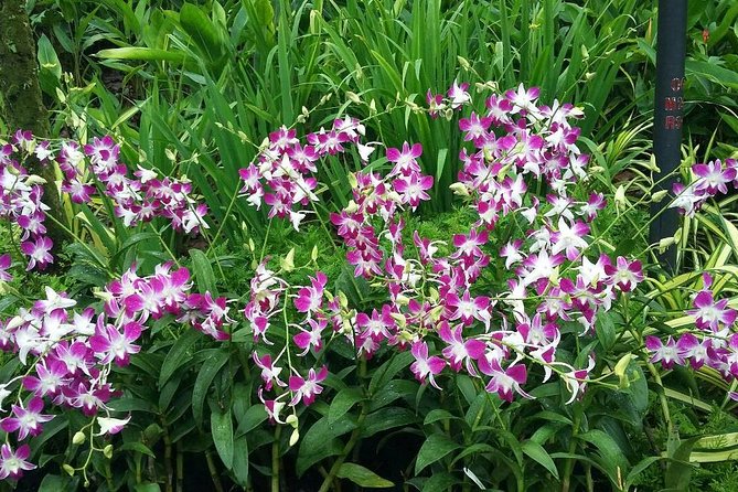 Singapore: National Orchid Garden Admission Ticket - Pairing the ticket with Singapore Botanic Gardens