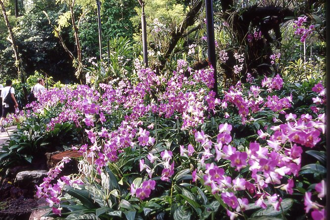 Singapore: National Orchid Garden Admission Ticket - The mobile ticket issue you should not ignore