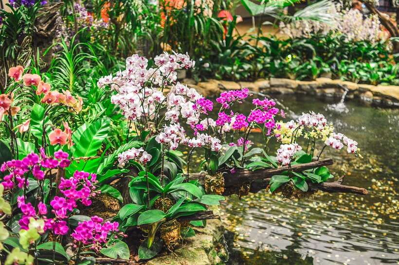 Singapore: National Orchid Garden Entry Tickets - The Cool House and indoor displays