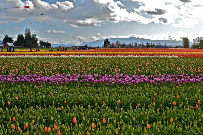 Skagit Valley Tulip Festival Day Tour from Seattle - Guides, group size, and the feel of the day