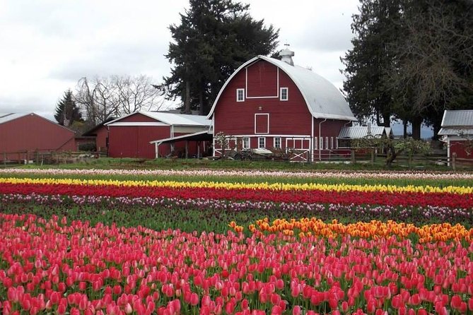 Skagit Valley Tulip Festival Day Tour from Seattle - How to choose the right date