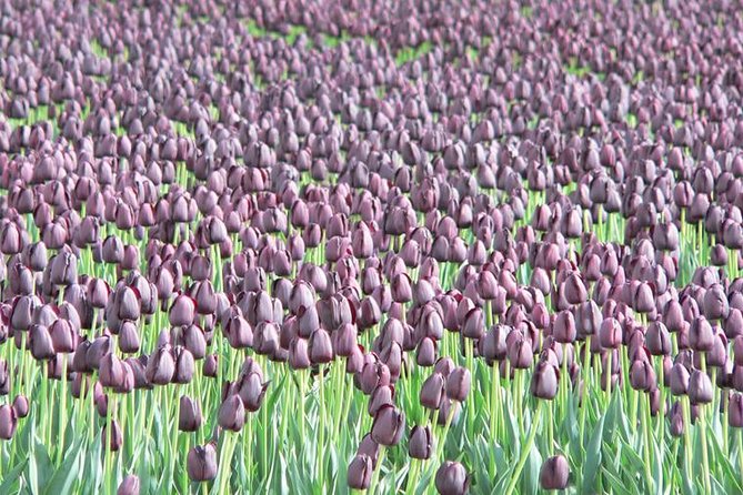 Skagit Valley Tulip Festival Day Tour from Seattle - Roozengaarde brings a more formal display