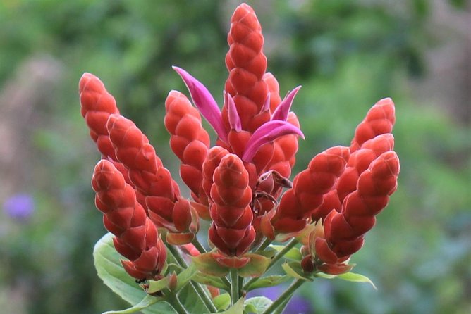 Skip the Line: Ahhh Ras Natango Gallery and Garden Admission Tickets - Montego Bay views and a slower pace