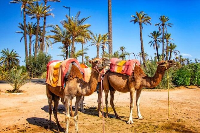 Skip the line at : Majorelle Garden and Palm Garden. - What the chauffeur arrangement adds