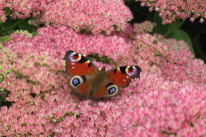 Skip-the-Line: Botanic Garden Entry Ticket - Why Dundee Botanic Garden is worth your time