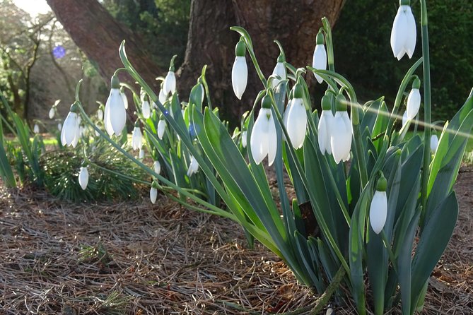 Skip-the-Line: Botanic Garden Entry Ticket - The glasshouses deserve extra time