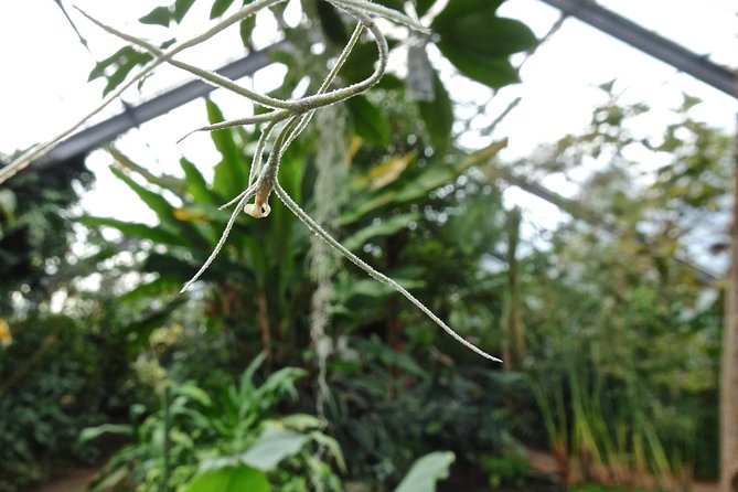 Skip-the-Line: Botanic Garden Entry Ticket - Entering with a mobile ticket