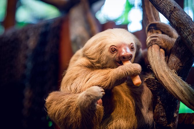 Skip the Line:Day Ticket-La Paz Waterfall Gardens Nature Park & Wildlife Refuge - Start with the waterfalls if rain is coming