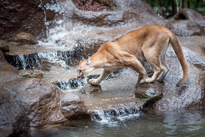 Skip the Line:Day Ticket-La Paz Waterfall Gardens Nature Park & Wildlife Refuge - Butterflies, insects, orchids, and the Tico exhibit slow the pace