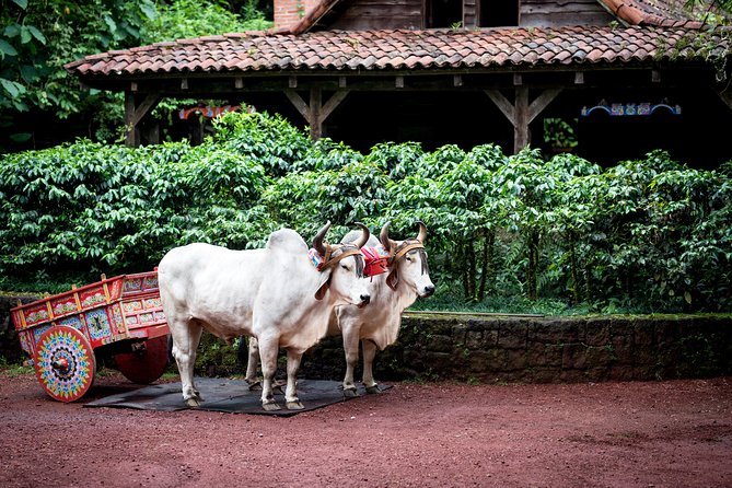 Skip the Line:Day Ticket-La Paz Waterfall Gardens Nature Park & Wildlife Refuge - Monkeys and wild cats add drama, with an ethical question