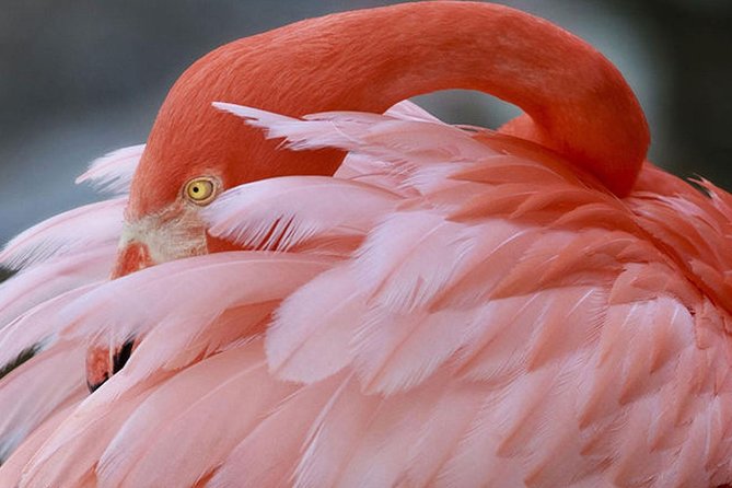 Skip the Line: Flamingo Gardens Admission Ticket in Fort Lauderdale - Why Flamingo Gardens feels different from a regular zoo