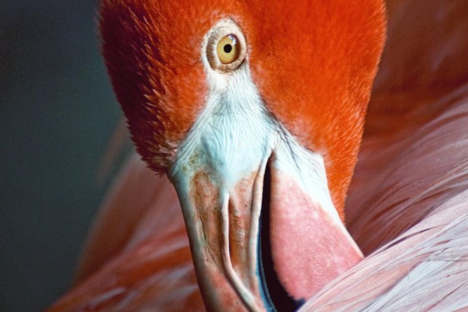 Skip the Line: Flamingo Gardens Admission Ticket in Fort Lauderdale - Eight gardens and five Everglades ecosystems