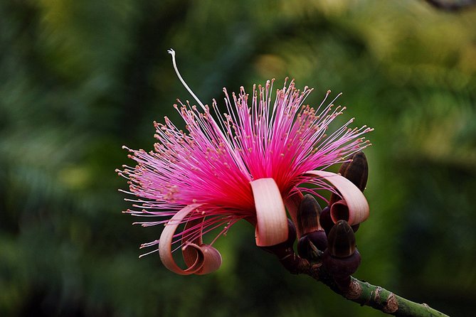 Skip the Line: Flamingo Gardens Admission Ticket in Fort Lauderdale - Food, parking, and the practical side