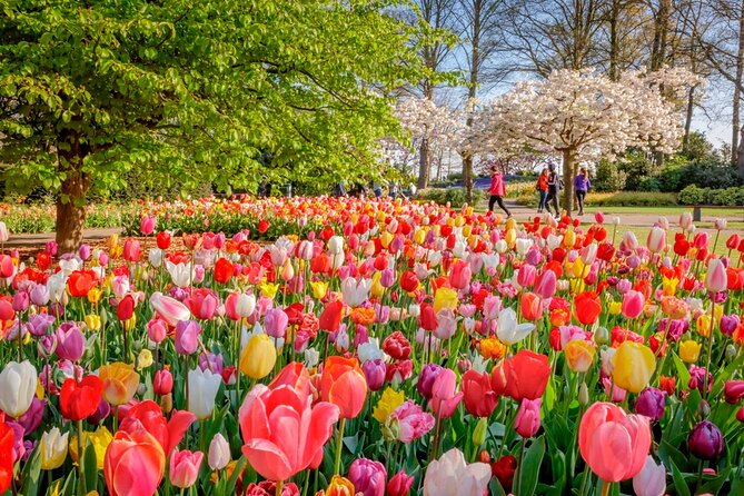 Skip-the-Line Keukenhof Gardens and Tulip Fields Tour from Amsterdam - Entering Keukenhof Without the Main Line