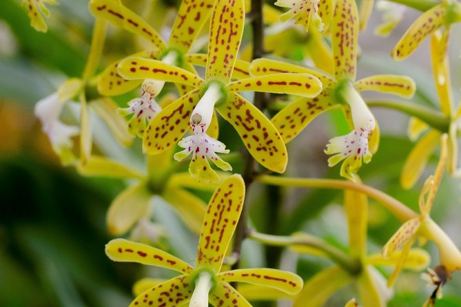 Skip the Line: Vallarta Botanical Garden Admission Ticket - A tropical garden with room to roam
