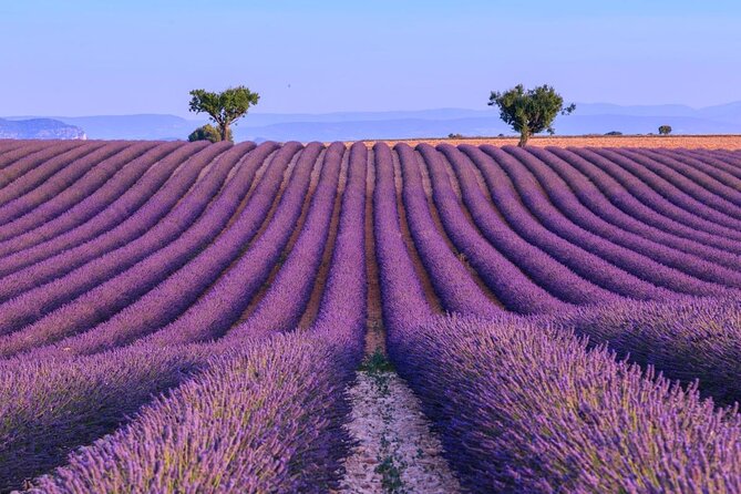 Small Group Marseille Shore Excursion: Lavender Tour - Key points to know before booking