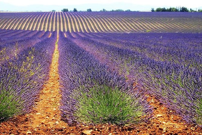 Small Group Marseille Shore Excursion: Lavender Tour - Guides who shape the day
