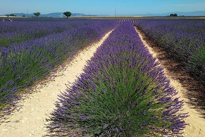 Small Group Marseille Shore Excursion: Lavender Tour - Is $179.03 a fair price?