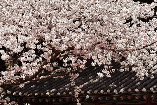 Small Group Tour East Jeju Cherry Blossom & Woman Diver Show - Key points at a glance