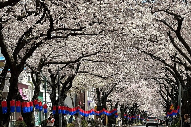 Small Group Tour East Jeju Cherry Blossom & Woman Diver Show - Why spring is the right time for East Jeju