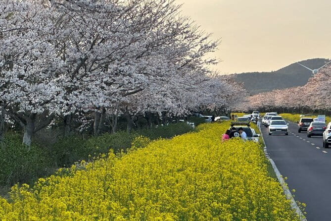 Small Group Tour East Jeju Cherry Blossom & Woman Diver Show - Lunch in Seogwipo, with the bill separate