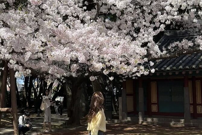 Small Group Tour East Jeju Cherry Blossom & Woman Diver Show - Noksan-ro, where canola meets cherry blossom