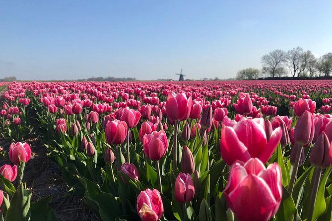 Small Group Tulip and Spring Flower Fields Bike Tour - Starting in Alkmaar and reaching the flower fields
