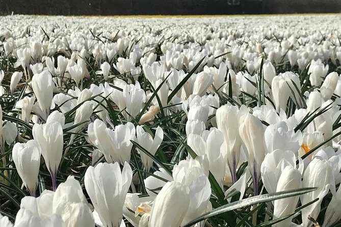Small Group Tulip and Spring Flower Fields Bike Tour - Seeing tulips without treating the fields like a theme park