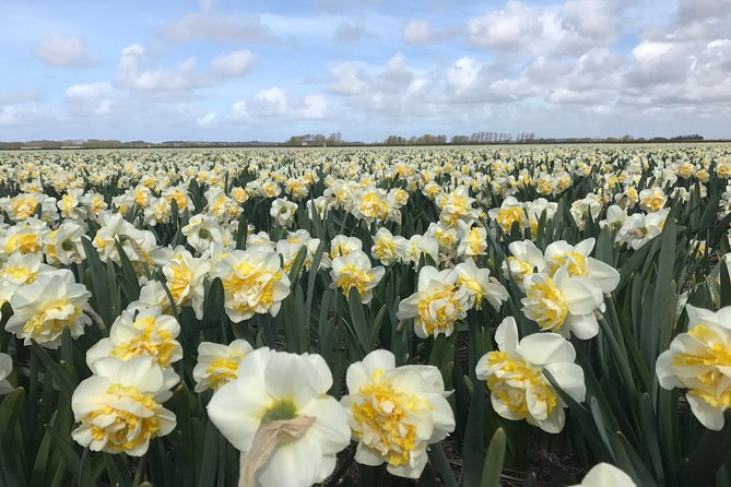 Small Group Tulip and Spring Flower Fields Bike Tour - Price, bike rental, and what you really pay