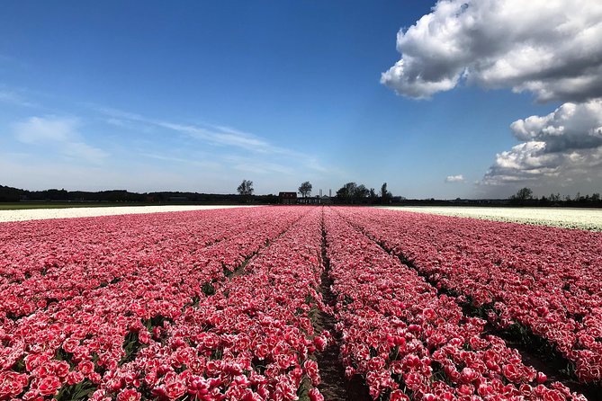 Small Group Tulip and Spring Flower Fields Bike Tour - Weather, wind, and the best time to go