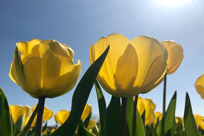 Small Group Tulip and Spring Flower Fields Bike Tour - Who will enjoy this ride most