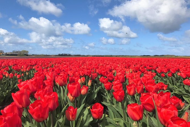 Small Group Tulip and Spring Flower Fields Bike Tour - A small group with room for personal attention