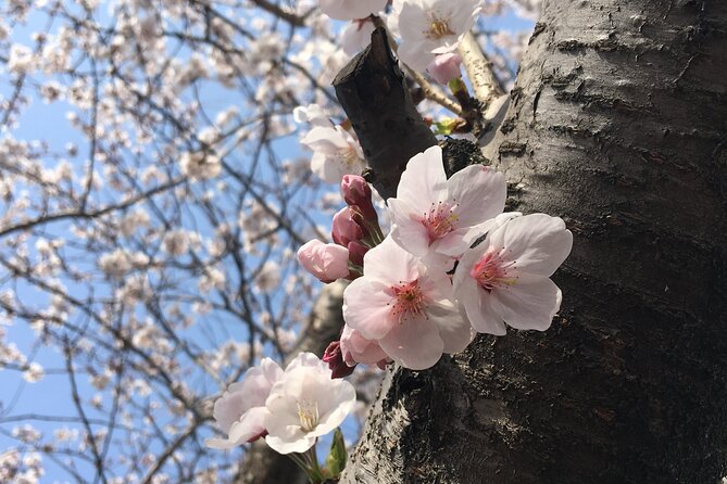 Small Group West Jeju Cherry Blossom and Strawberry Picking Tour - Key points to know before booking