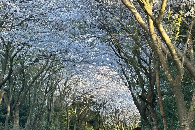 Small Group West Jeju Cherry Blossom and Strawberry Picking Tour - Jusangjeolli turns a flower day volcanic