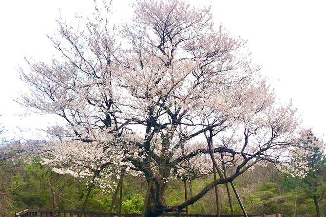 Small Group West Jeju Cherry Blossom and Strawberry Picking Tour - Cheonjeyeon Falls adds water and forest