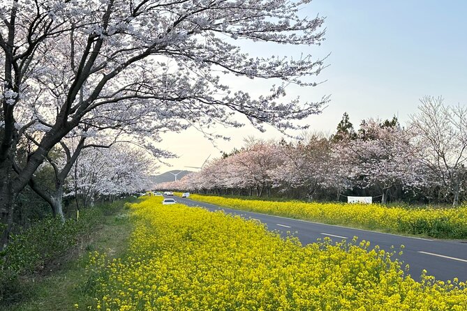 Small Group West Jeju Cherry Blossom and Strawberry Picking Tour - Yerae Eco Park begins with Jeju at its prettiest