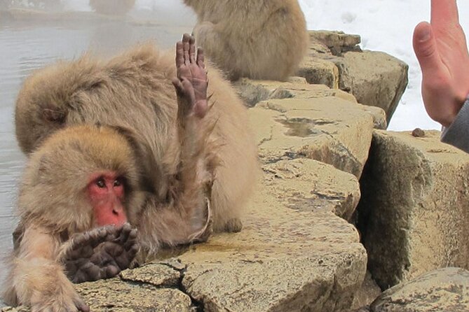 Snow Monkey and Cherry Blossom Illumination Tour (3rd ~19th Apr) - Jigokudani Snow Monkey Park and the last winter bath