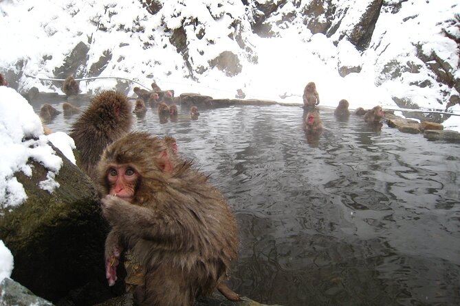 Snow Monkey and Cherry Blossom Illumination Tour (3rd ~19th Apr) - Transport, timing, and group size